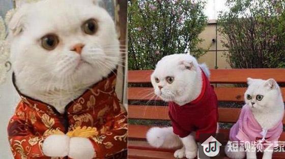 2019抖音网红排名，第一赚的比艺人还要多！